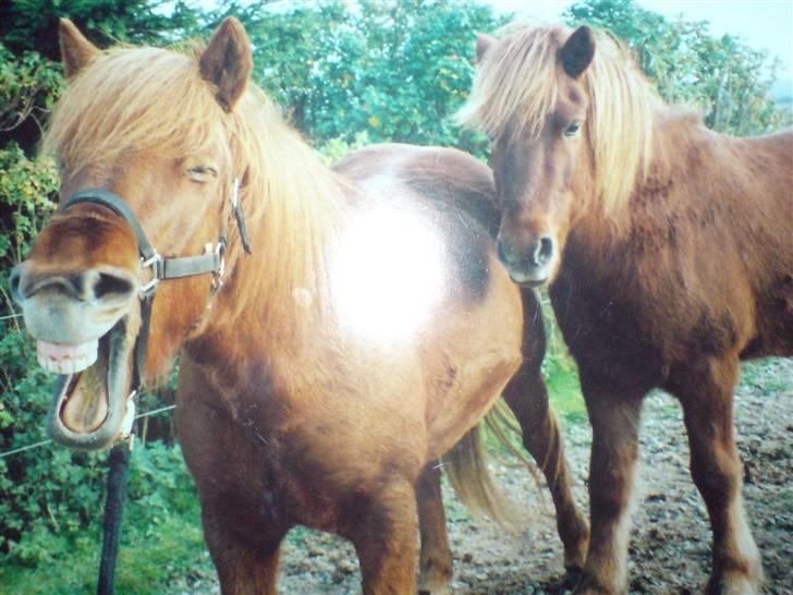 Islænder Sigge billede 11