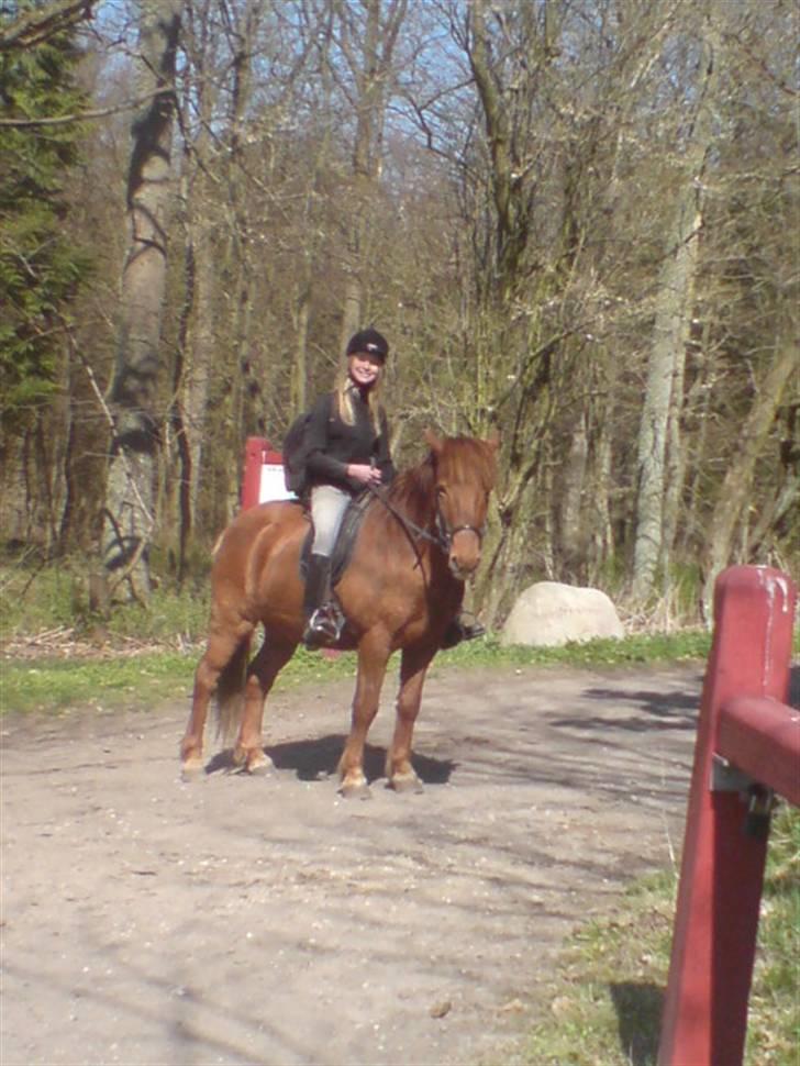 Islænder Sigge billede 12