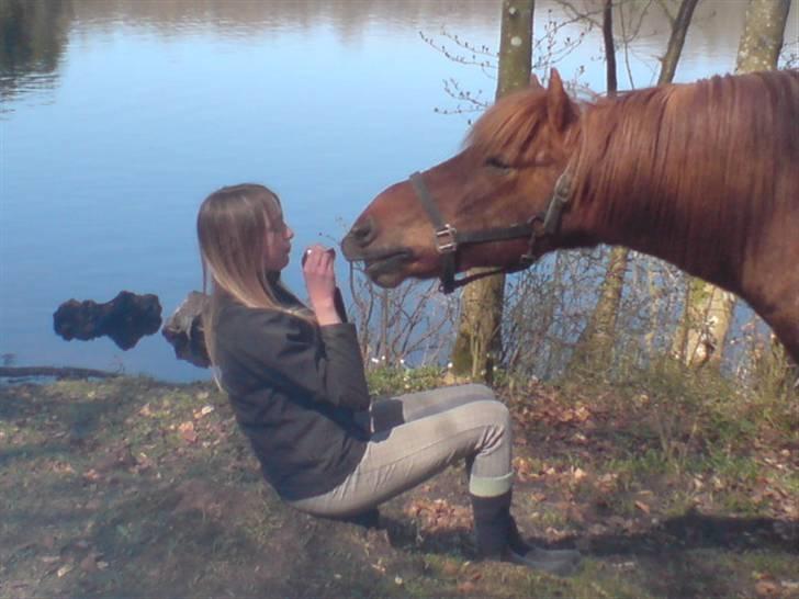 Islænder Sigge billede 13
