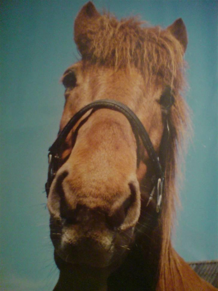 Islænder Sigge billede 14