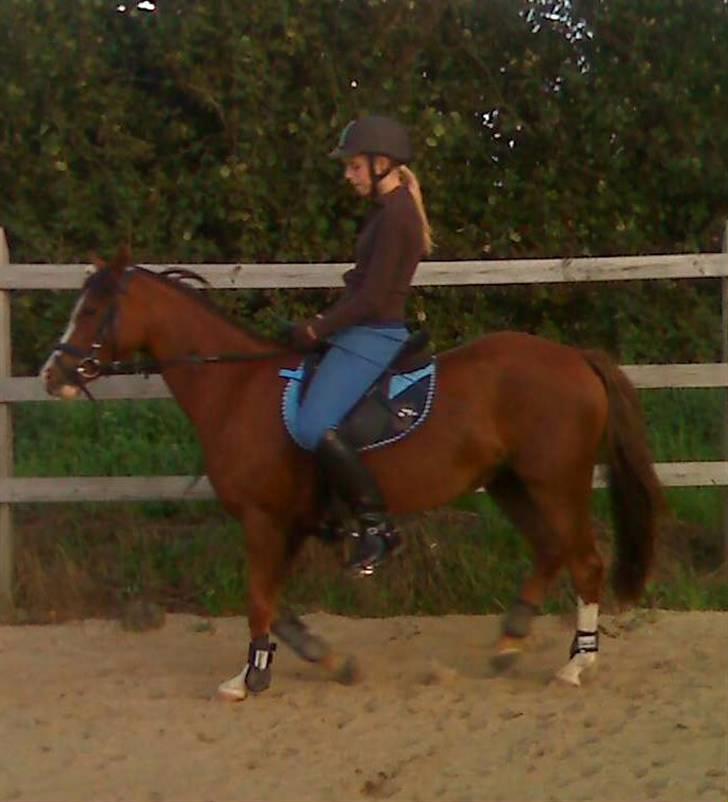 Welsh Pony (sec B) pretty R.I.P. billede 15