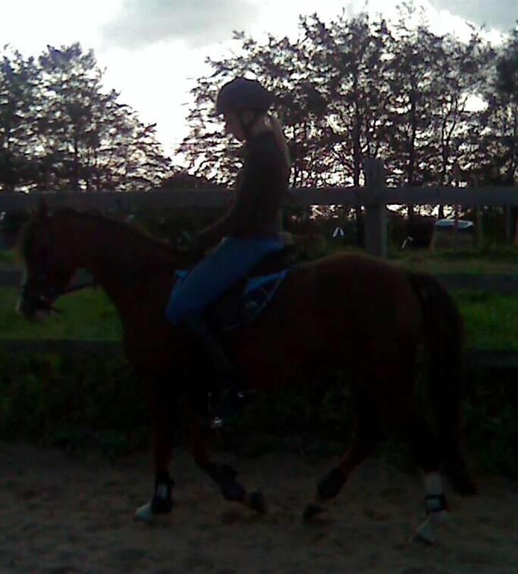 Welsh Pony (sec B) pretty R.I.P. billede 16