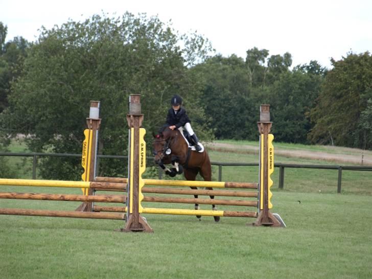 Anden særlig race Bakkegårdens Coco Casino billede 7