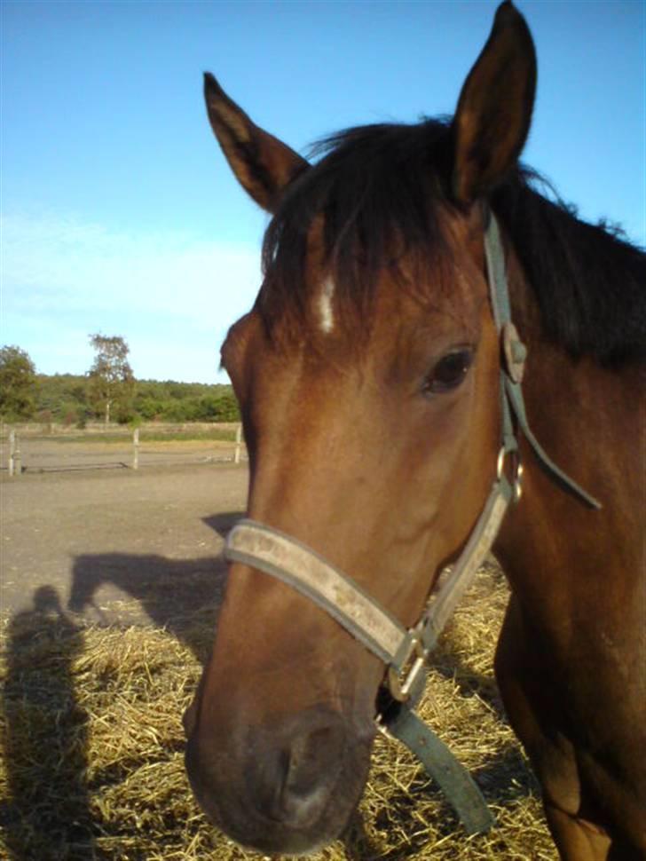 Tysk Sportspony Mc Meyer (solgt) billede 7