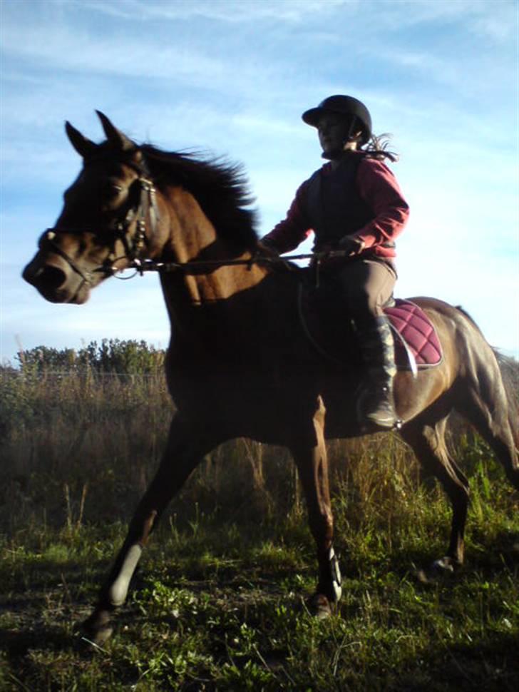 Tysk Sportspony Mc Meyer (solgt) billede 8