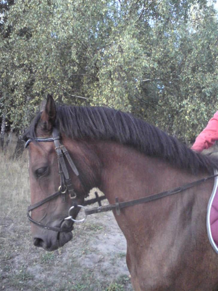 Tysk Sportspony Mc Meyer (solgt) billede 9