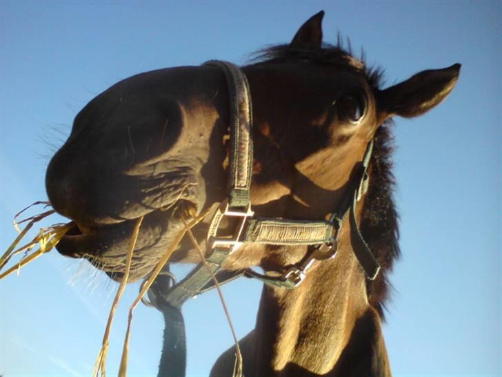 Tysk Sportspony Mc Meyer (solgt) billede 10