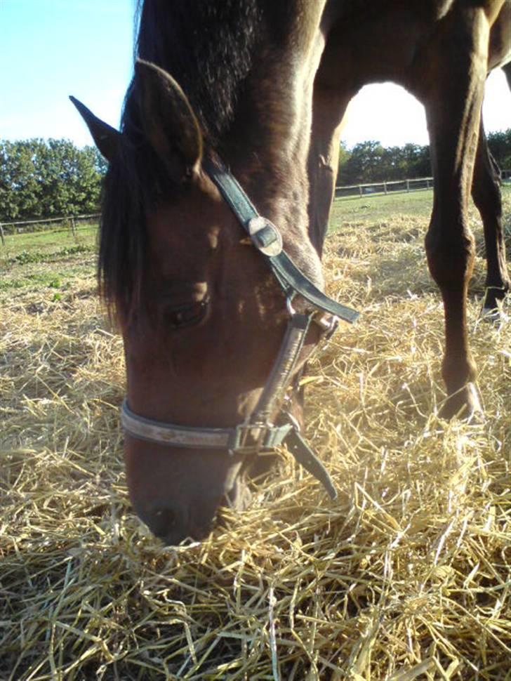 Tysk Sportspony Mc Meyer (solgt) billede 11