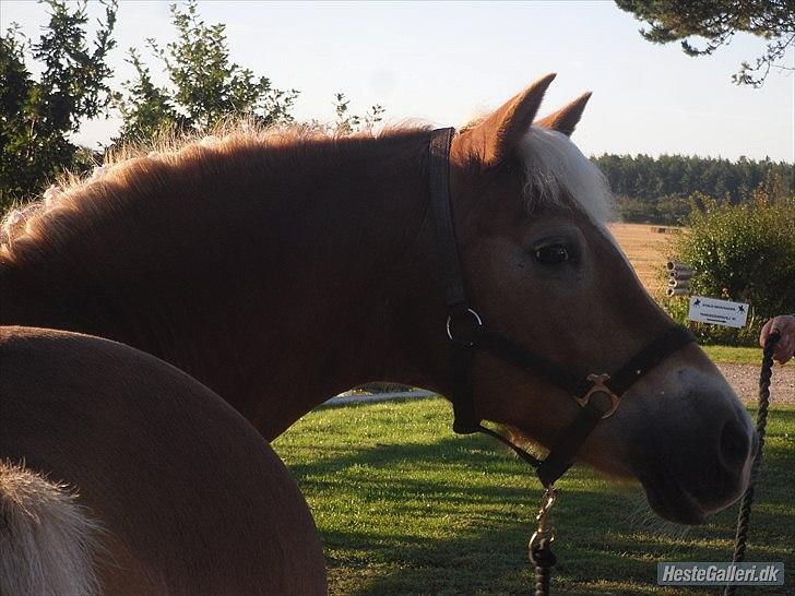 Haflinger Wonder - 12. // Camilla. billede 12