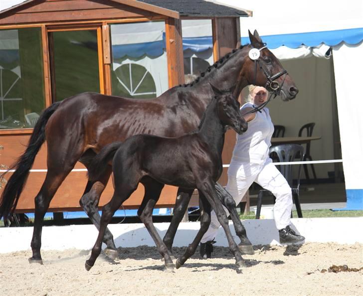 Trakehner Her Hershey  - Fra eliteskue billede 13