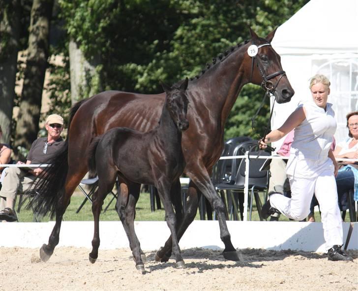 Trakehner Her Hershey  billede 14