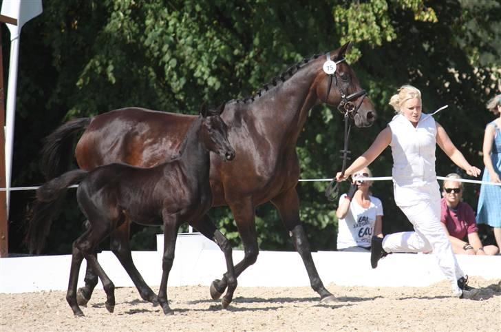 Trakehner Her Hershey  billede 15