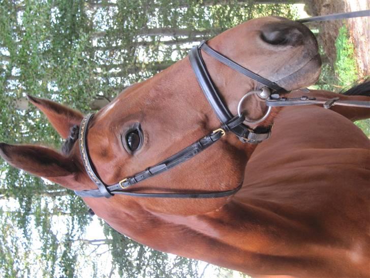 Dansk Varmblod Firell - solgt billede 12