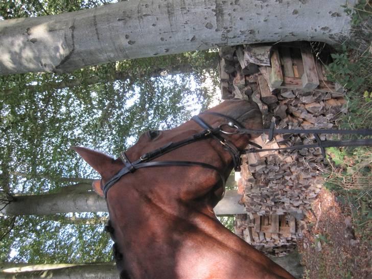 Dansk Varmblod Firell - solgt billede 13