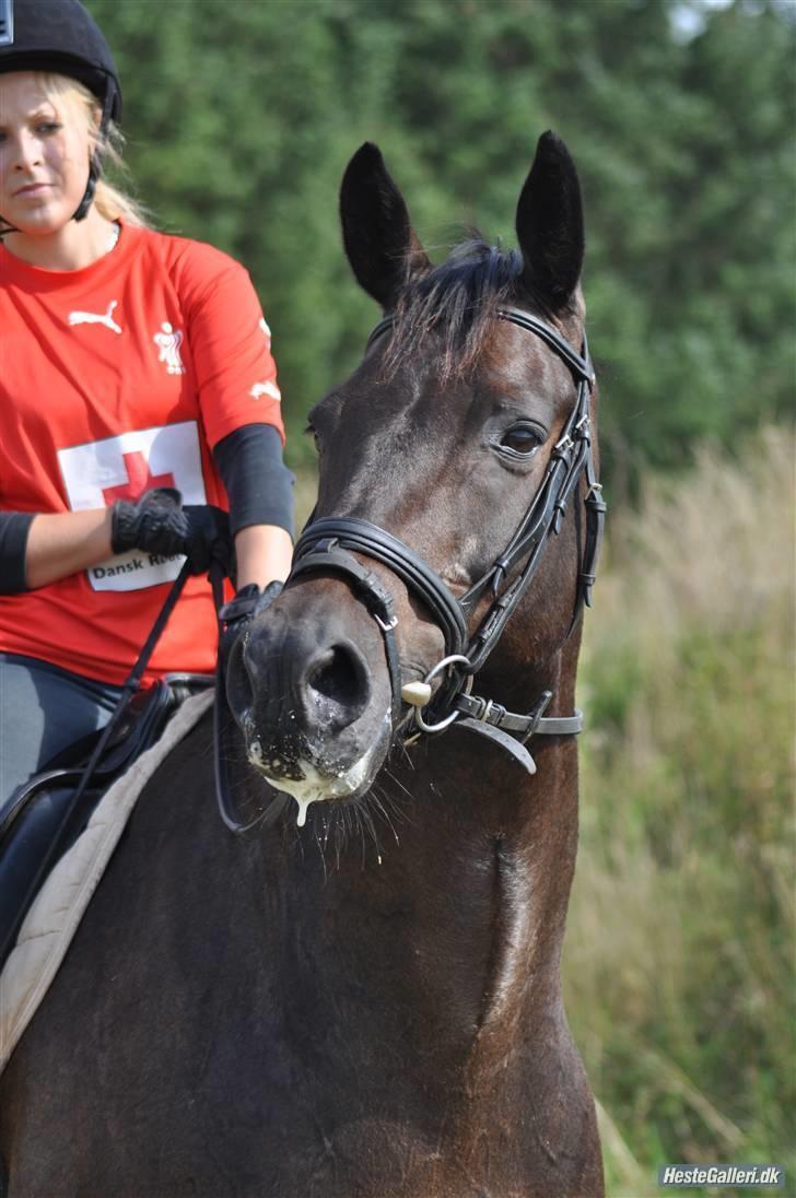Trakehner Alcapone billede 2