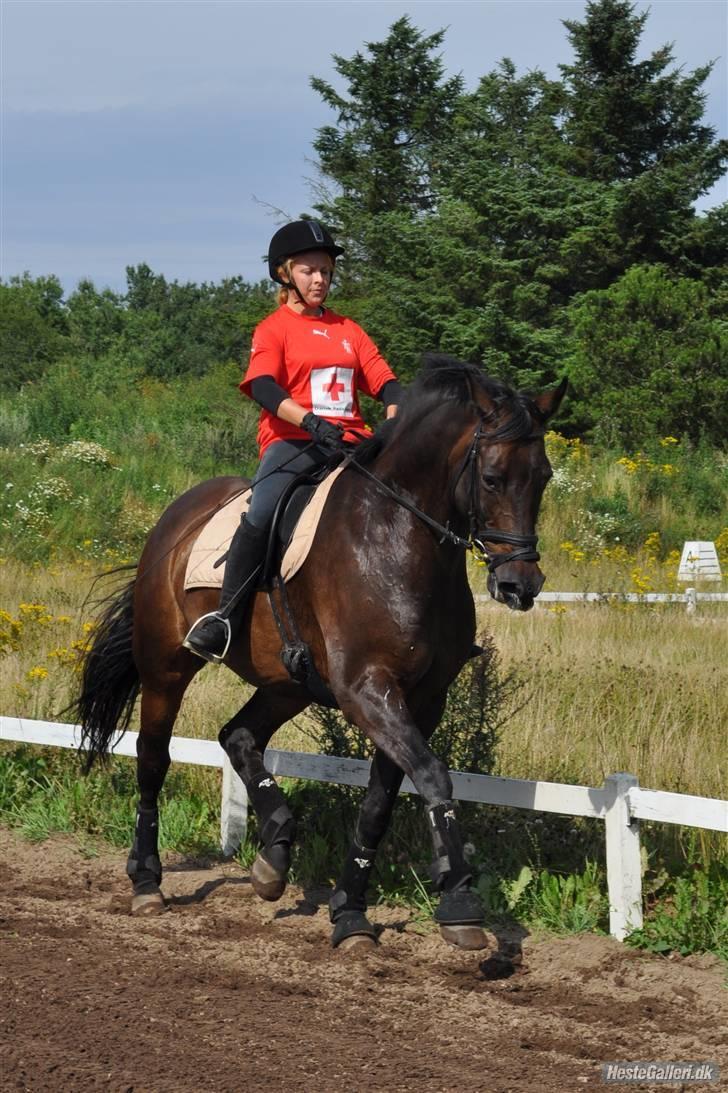 Trakehner Alcapone billede 3
