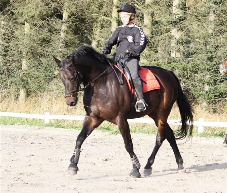 Trakehner Alcapone billede 7
