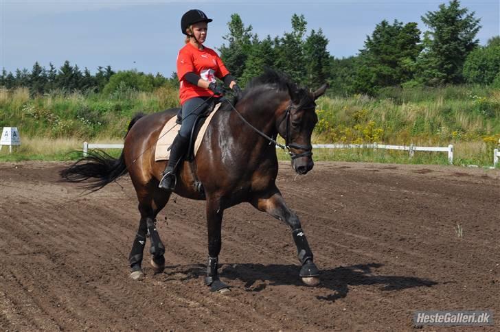 Trakehner Alcapone billede 8