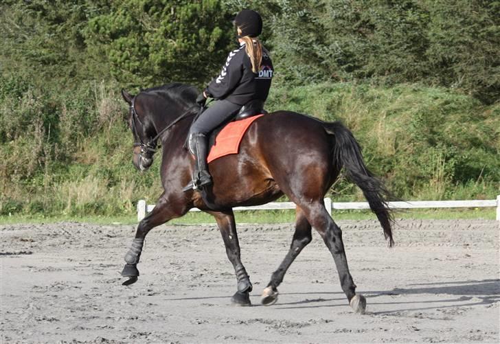 Trakehner Alcapone billede 11