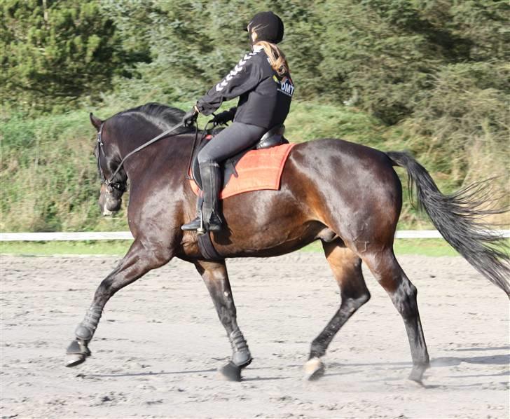Trakehner Alcapone billede 17