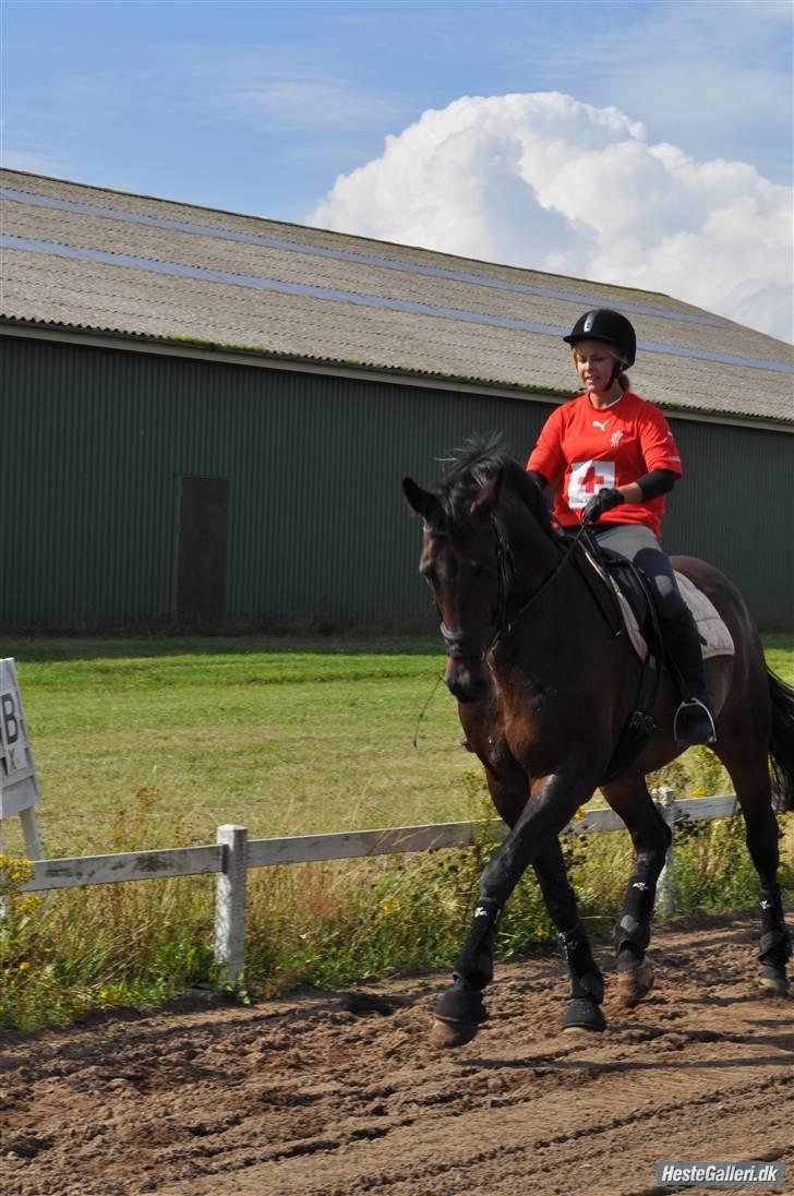Trakehner Alcapone billede 20