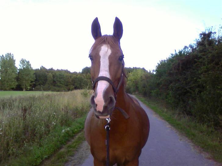 Frederiksborg Stella *RIP* :'( billede 14