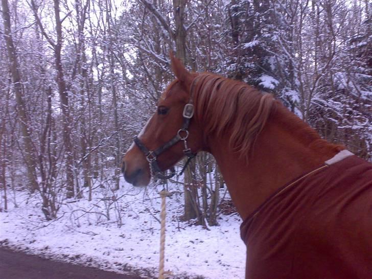 Frederiksborg Stella *RIP* :'( billede 15