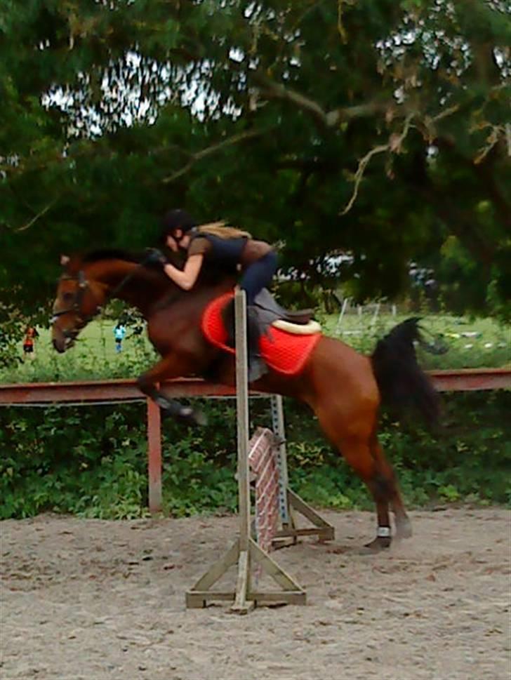 Sportsaraber (A) Saudi*SOLGT* - Her springer vi 110 ! :D dejlig pony <3 billede 8