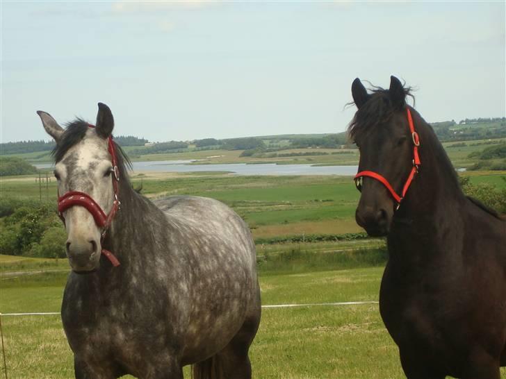 Frieser Rambo Van Henswoude - Rambo & Lucia :)! billede 10