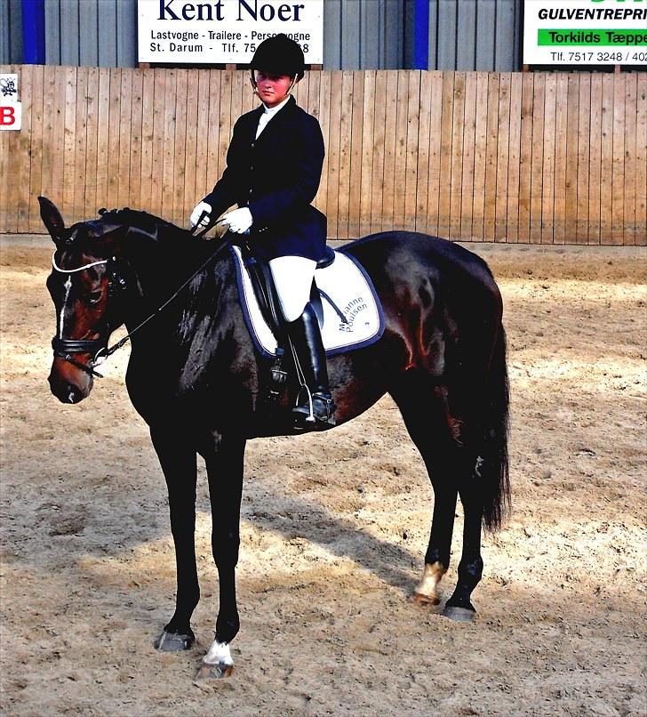 Dansk Varmblod Michel Årup *solgt* billede 15