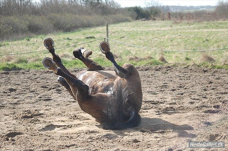 Dansk Varmblod Michel Årup *solgt* billede 16