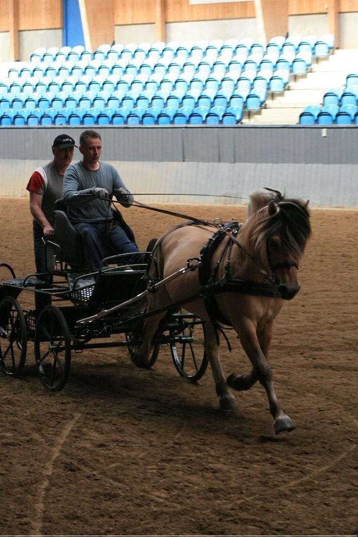 Fjordhest Fønix Herkules billede 2