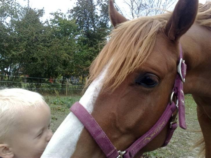 Anden særlig race Amigo "solgt" snøft billede 1