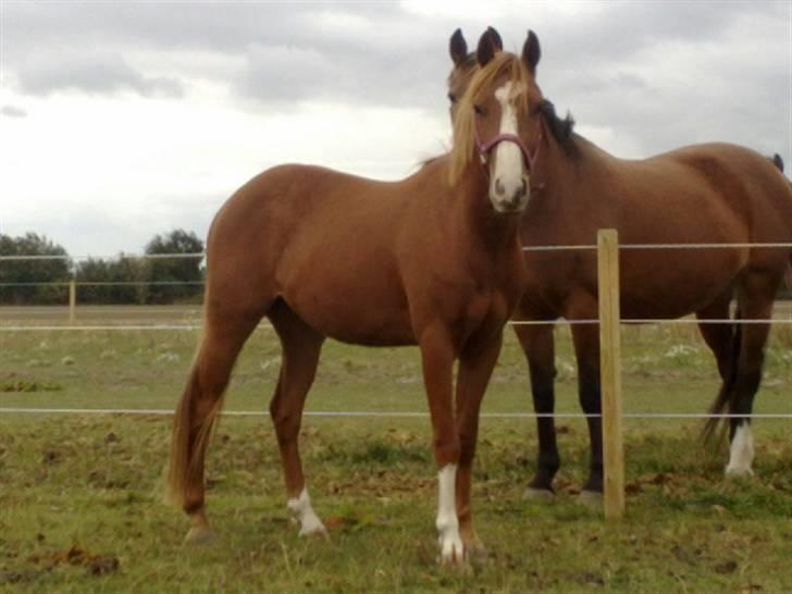 Anden særlig race Amigo "solgt" snøft billede 2