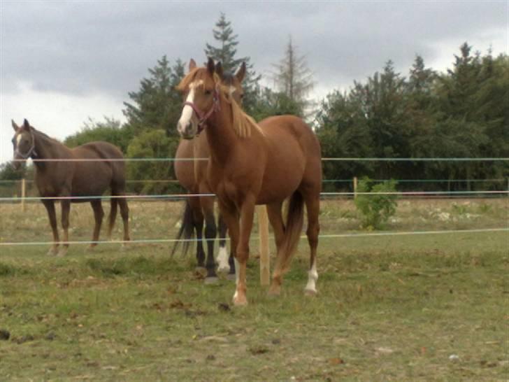 Anden særlig race Amigo "solgt" snøft billede 3