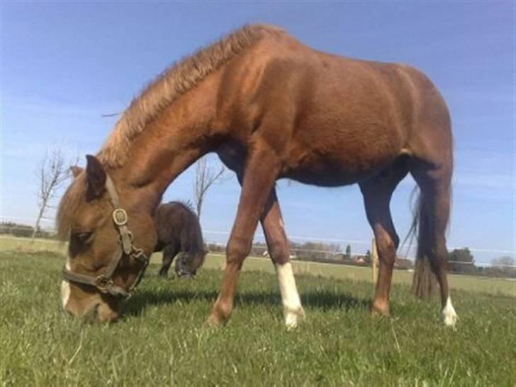 Anden særlig race Amigo "solgt" snøft billede 4