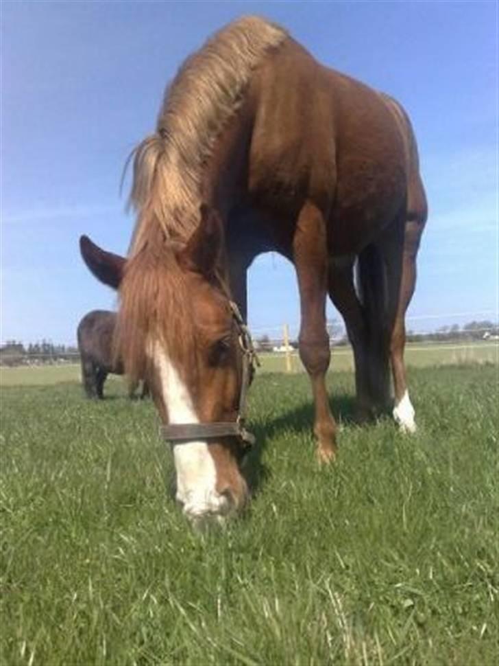 Anden særlig race Amigo "solgt" snøft billede 5