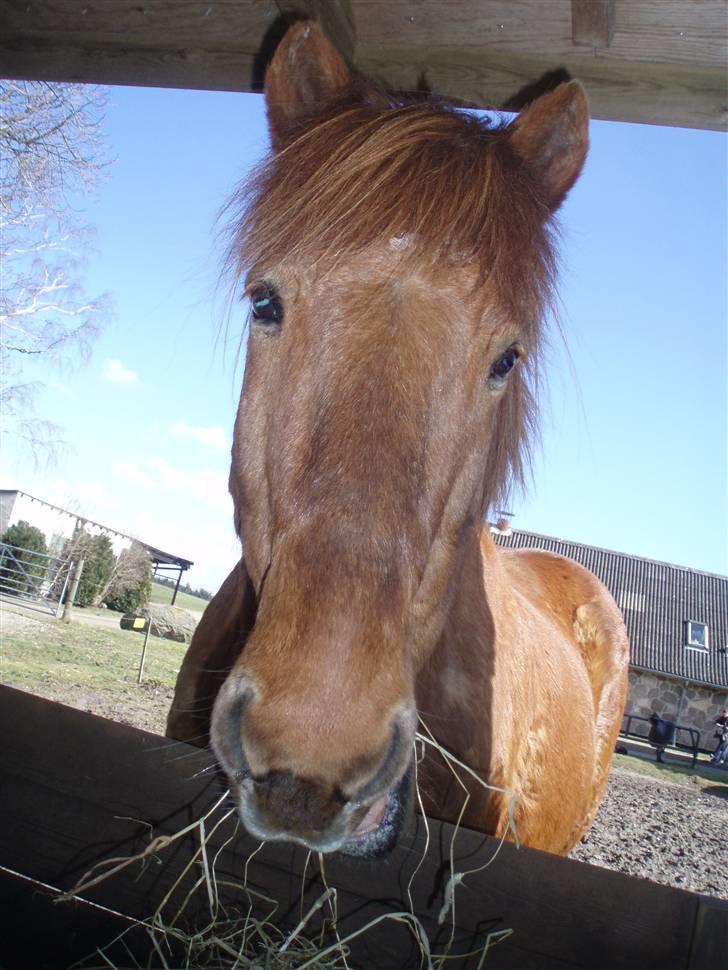 Islænder Sigge billede 15