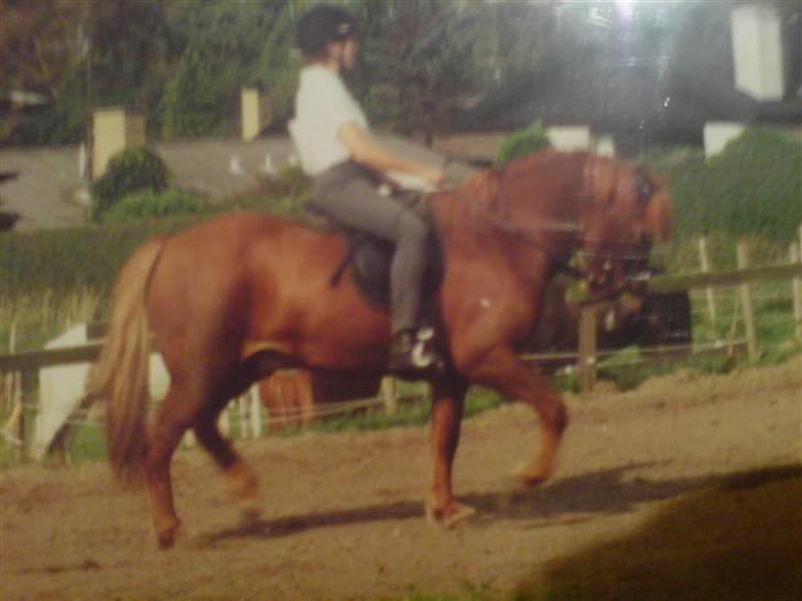 Islænder Sigge - *Et billede af et billede* Min mor der rider ham (: billede 16
