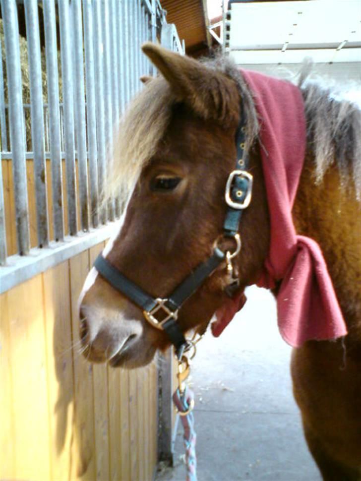 Islænder Loâ fra Nørremarken - Man skal jo have tøj på, så man ikke bliver syg! XD billede 15