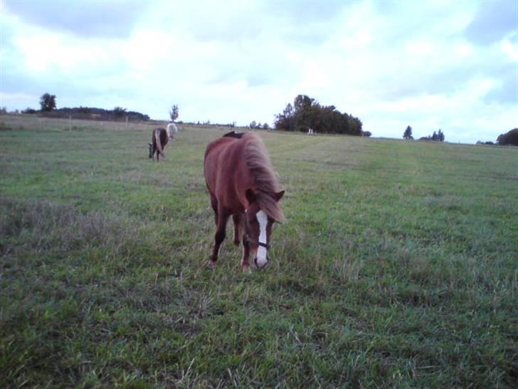 Islænder Loâ fra Nørremarken - Øhh, fisk? (; billede 16
