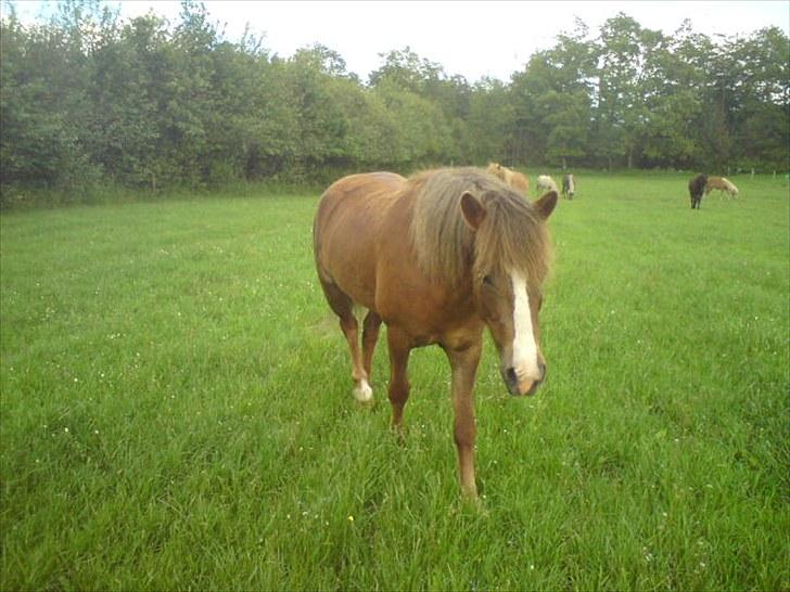 Islænder Loâ fra Nørremarken - "Jeg kommer nu moar!" ;D billede 17