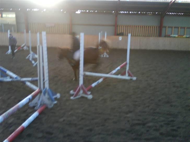 Anden særlig race Miss Mille - mig og mille til spring :)                    (ved godt at det er rimelig dårlig kvalitet) billede 12