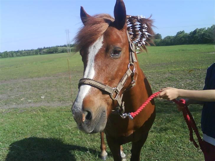 Anden særlig race Miss Mille - mille med sin seje strit man :) billede 14