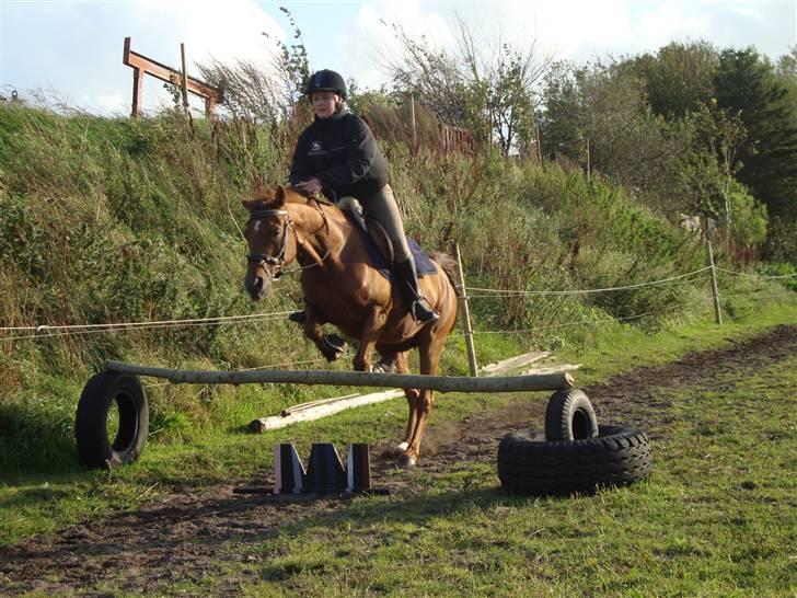 Welsh Cob (sec D) Waardhoeve's ilona *LÅNTE* - springtræning d. 24 september ;) billede 15