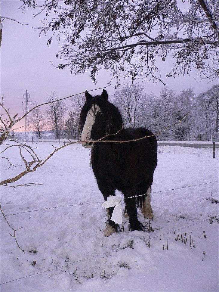 Tinker Zarmora R.i.P - Zarmora på folden, December 2010 billede 9