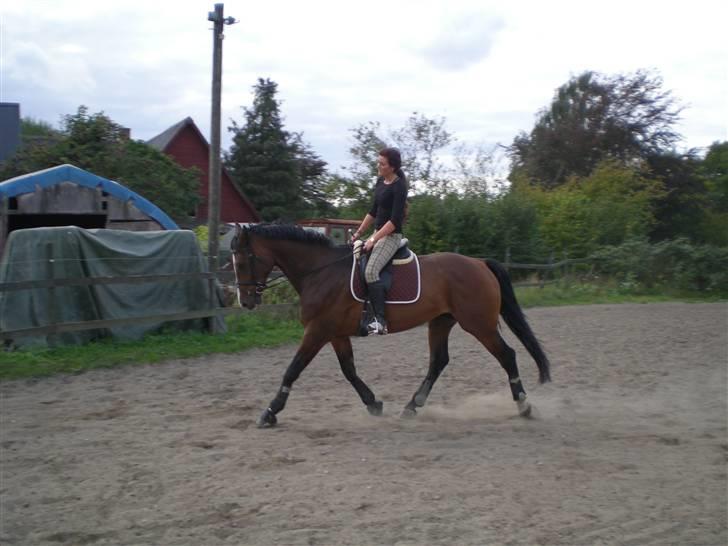 Dansk Varmblod Leandro T   ***Solgt*** billede 13