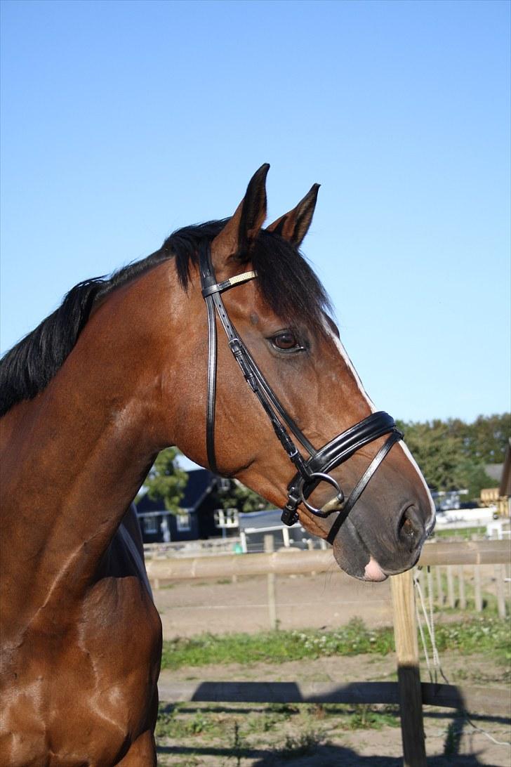 Dansk Varmblod Leandro T   ***Solgt*** billede 14