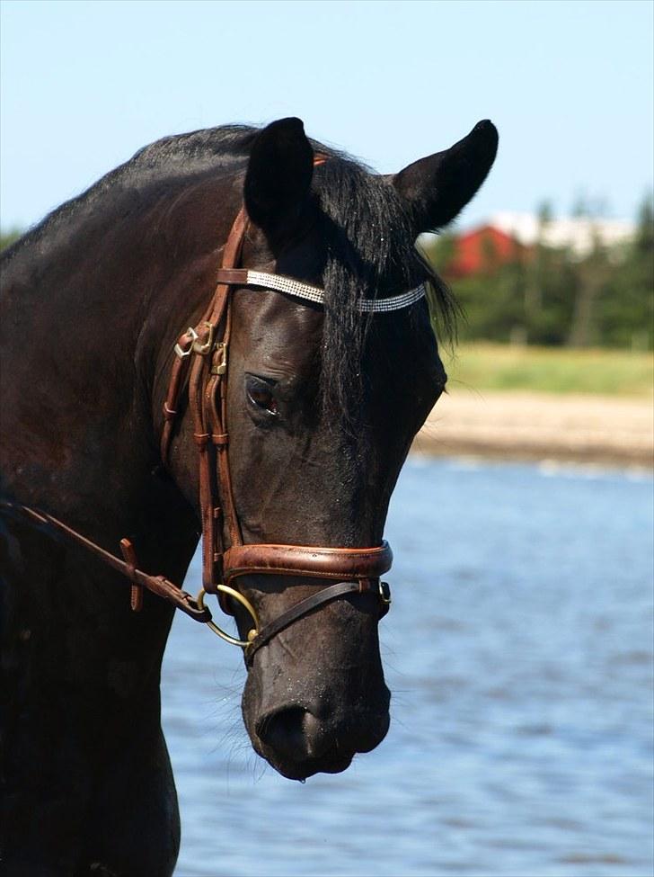 Anden særlig race Sirena - Solgt ! - Ved vandet sommer 2010 billede 17