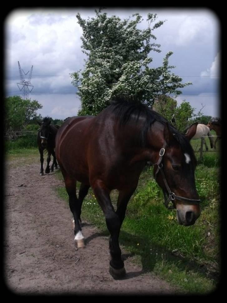 Anden særlig race  - Donna - DENGANG :'( billede 5